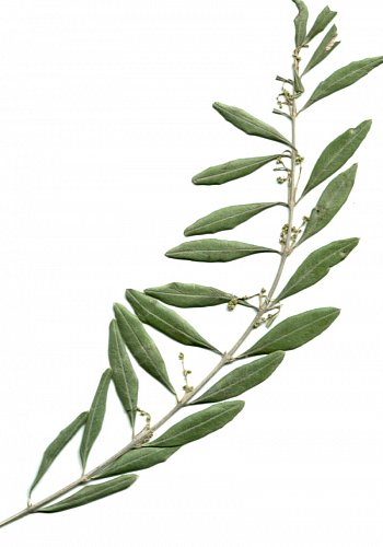 olivová větvička z Olivetské hory