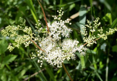 Přírodní aspirin: Tužebník jilmový