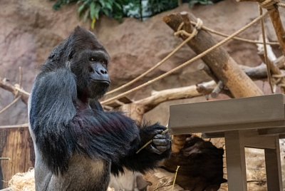 Pražská Zoo oslaví v sobotu Světový den goril a 60 let jejich chovu 