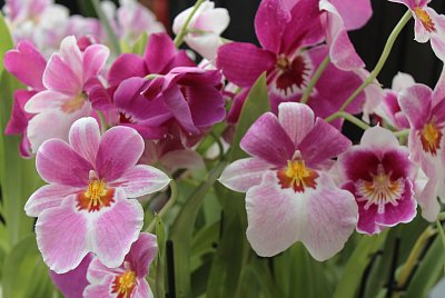 Orchideje