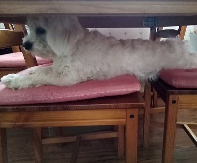 pod stolem