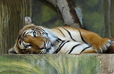 Tygří siesta *