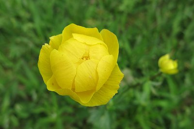 Květ chráněného úpolínu