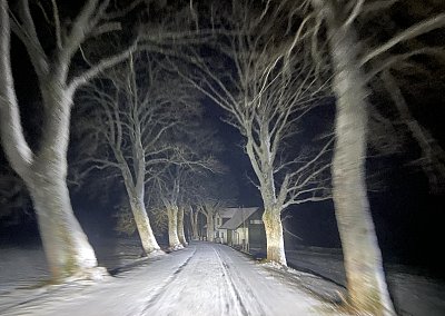 Oživlé stromy cestou na Šumavu *