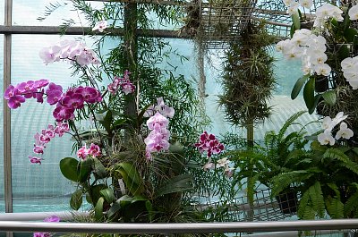 Orchideje na výstavě