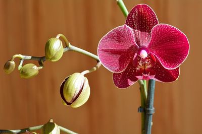 Orchideje3.jpg