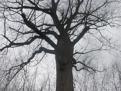 Staré stromy