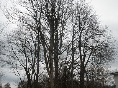 Staré stromy