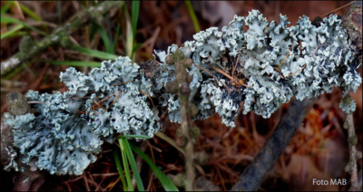 Terčovka bublinatá ( Hypogymnia physodes)