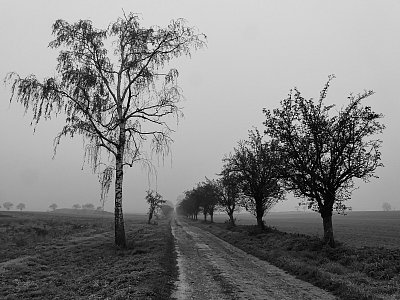 Prosincová blátivá cesta...chybí sníh...