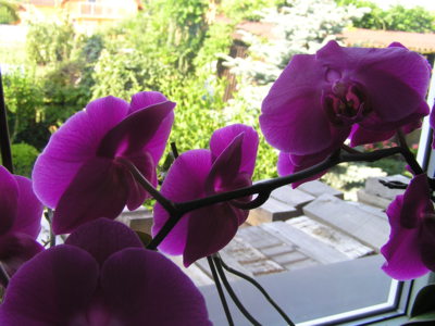 Orchideje v bytě