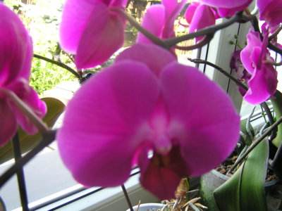 Orchideje v bytě