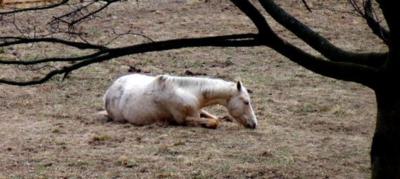 Polední siesta