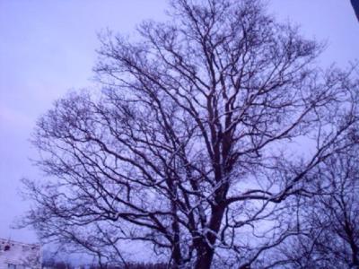 Zasněžené stromy u nás