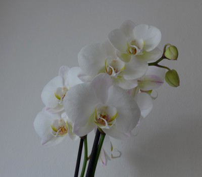 První orchidej v mém životě