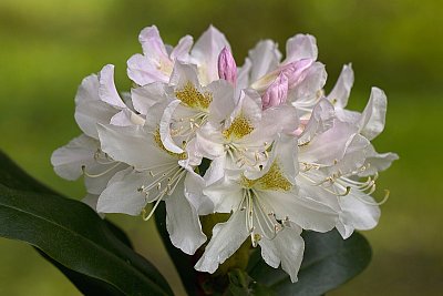 Pěnišník - česky také rododendron