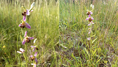 Ve Středočeském kraji vykvetly vzácné orchideje tořiče včelonosné