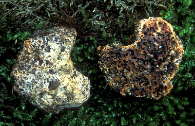 Český mykolog našel na Pálavě vzácnou houbu, která dosud rostla jen v USA