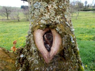 Strom se srdcem