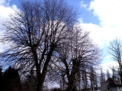Stromy a modré nebe