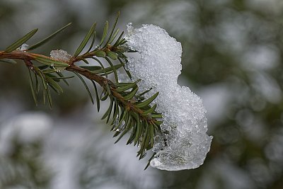 Fotoreportáž: Leden v detailech