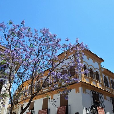 Jacaranda - fialové květy v květnu jsou všude
