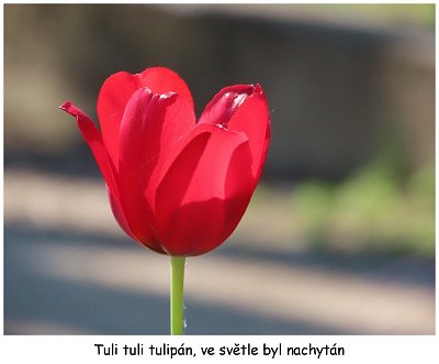 cerveny-tulipan.jpg