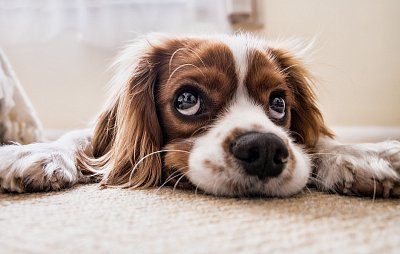 I zvířata mají deprese. Trápení může způsobit zdánlivá maličkost
