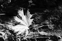 Podzim v černobílé