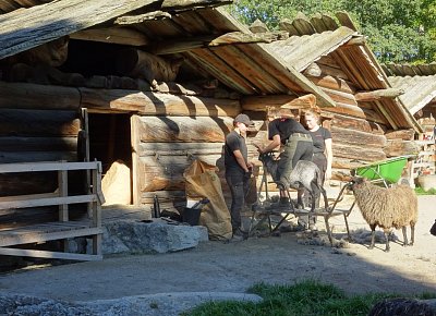 Stockholm - skansen, stříhání ovcí