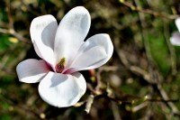 Květ šácholanu (magnolia)