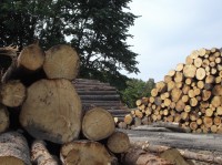 Přeměna lesa v dřevní hmotu
