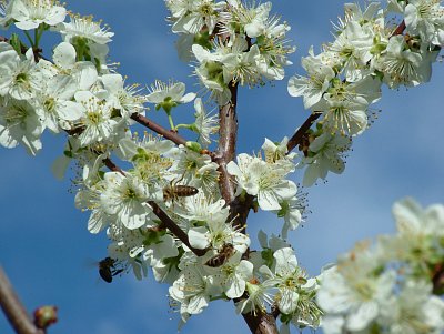 dscf5186.jpg