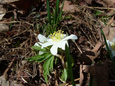 dscf6587.jpg