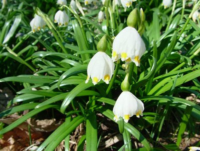 dscf6608.jpg