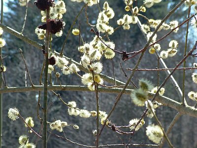 dscf6640-1.jpg