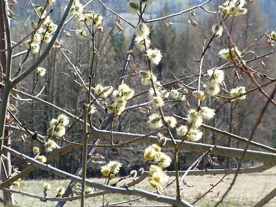 dscf6641.jpg