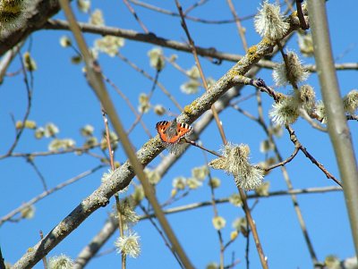 dscf6660.jpg