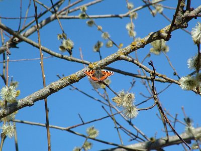 dscf6661.jpg