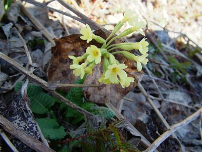 dscf6685.jpg