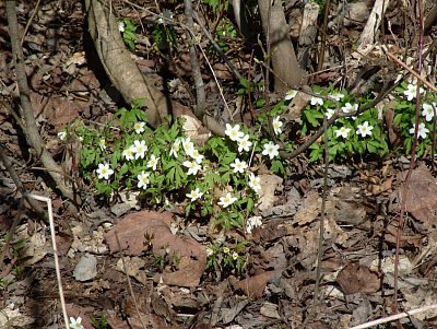 dscf6785.jpg