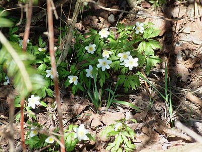 dscf6786-1.jpg
