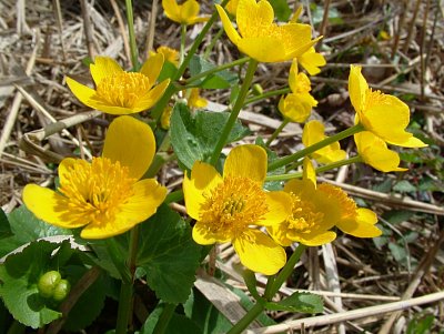 dscf7017.jpg