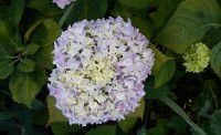 Květy hortenzie