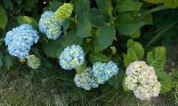 Květy hortenzie