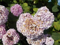 Květy hortenzie-po sluníku 