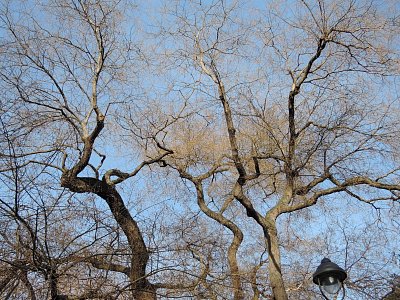 Koruna starého stromu v jarním slunci