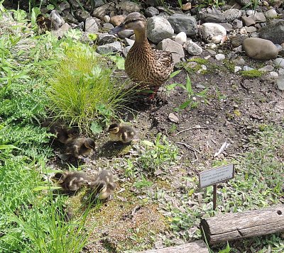 Kachna s káčátky na druhé straně zahrady