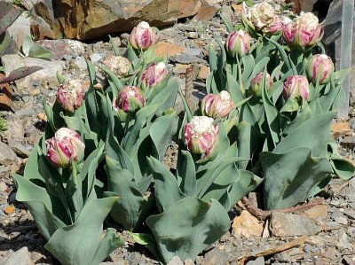 Jediné kvetoucí tulipány byly na skalce