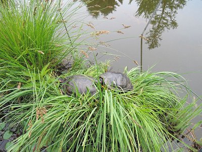 Želvy na kraji rybníčka
